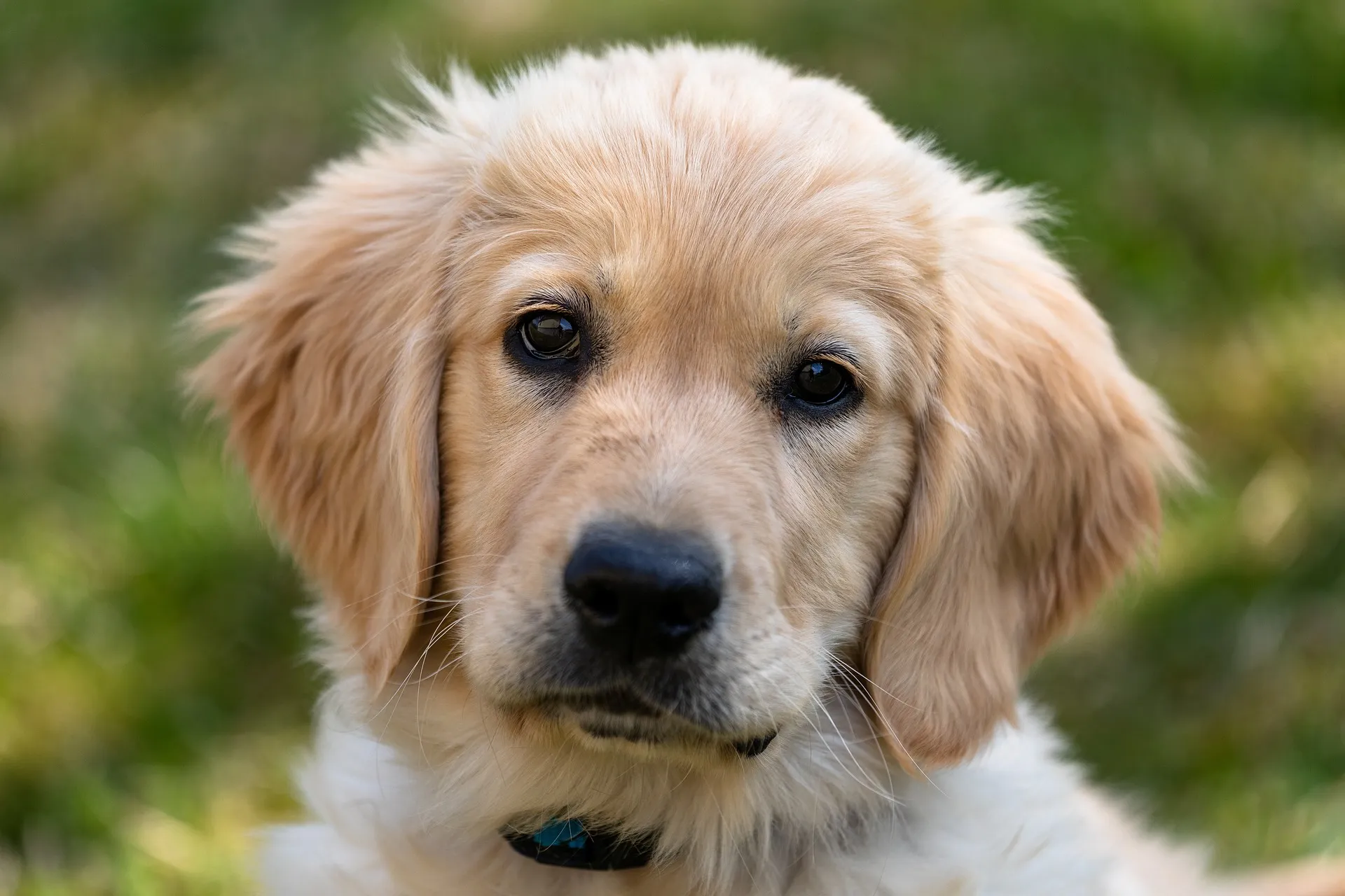 Jaki jest najlepszy pies dla dziecka? Może labrador? 