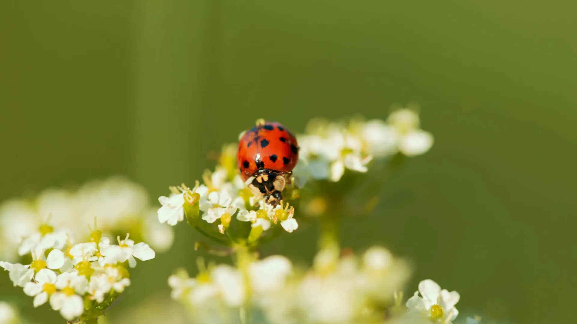 Przesilenie wiosenne 2024 / fot. Tschernjawski Sergej / Źródło: Unsplash